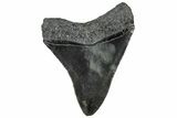 Serrated, Fossil Megalodon Tooth - South Carolina #300202-1